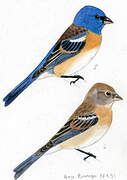 Lazuli Bunting