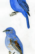 Indigo Bunting