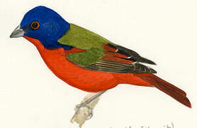 Painted Bunting