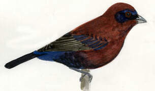 Varied Bunting