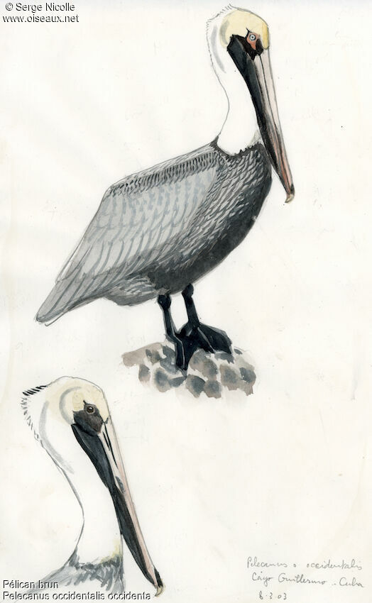 Brown Pelican, identification