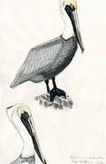 Brown Pelican