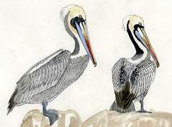 Brown Pelican