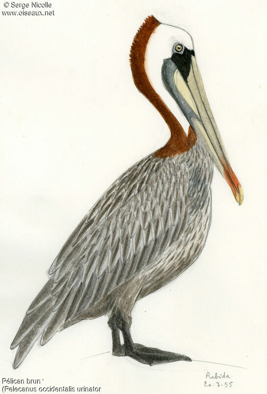 Brown Pelican, identification