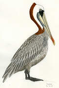 Brown Pelican