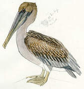 Brown Pelican