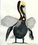 Brown Pelican