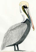 Brown Pelican