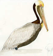 Brown Pelican