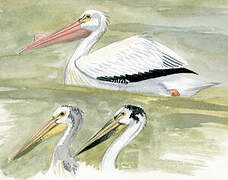 American White Pelican