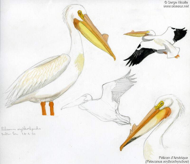 American White Pelican, identification