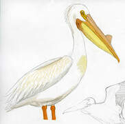 American White Pelican