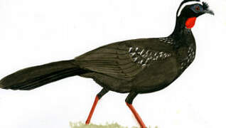 White-browed Guan