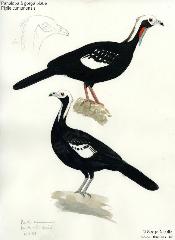 Blue-throated Piping Guan , identification