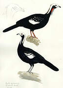 Blue-throated Piping Guan