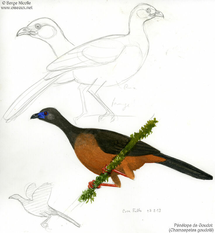 Sickle-winged Guan, identification