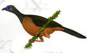 Sickle-winged Guan