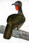 Crested Guan