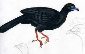 Black Guan