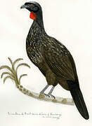 Dusky-legged Guan