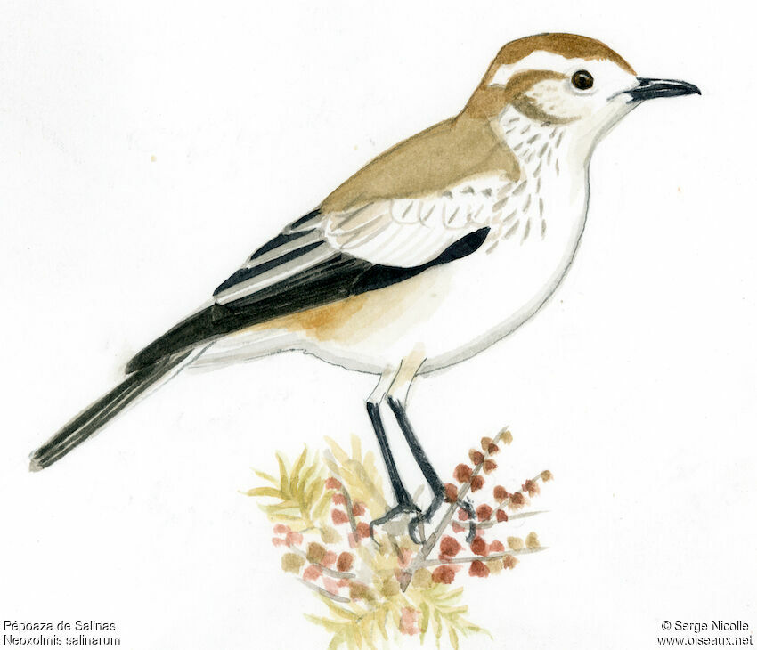 Pépoaza des salinas identification