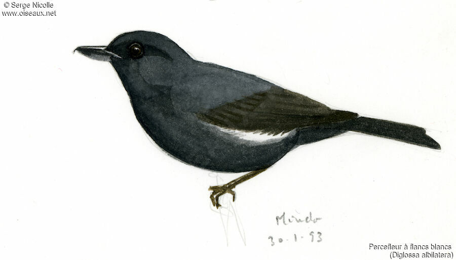 White-sided Flowerpiercer, identification