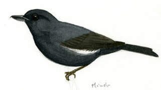 White-sided Flowerpiercer