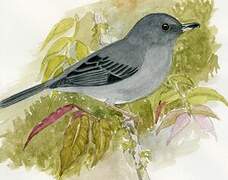 Slaty Flowerpiercer