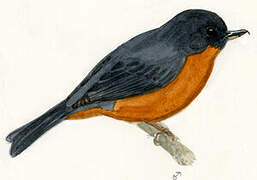 Cinnamon-bellied Flowerpiercer