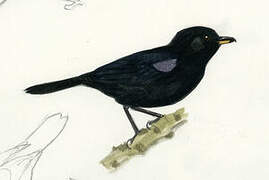 Black Flowerpiercer