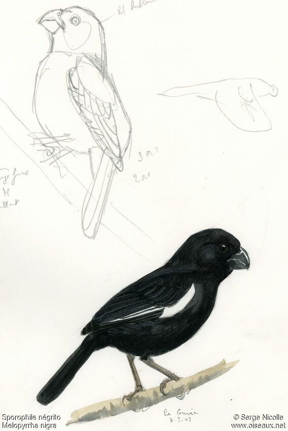 Cuban Bullfinch identification