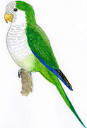 Monk Parakeet