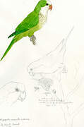 Monk Parakeet