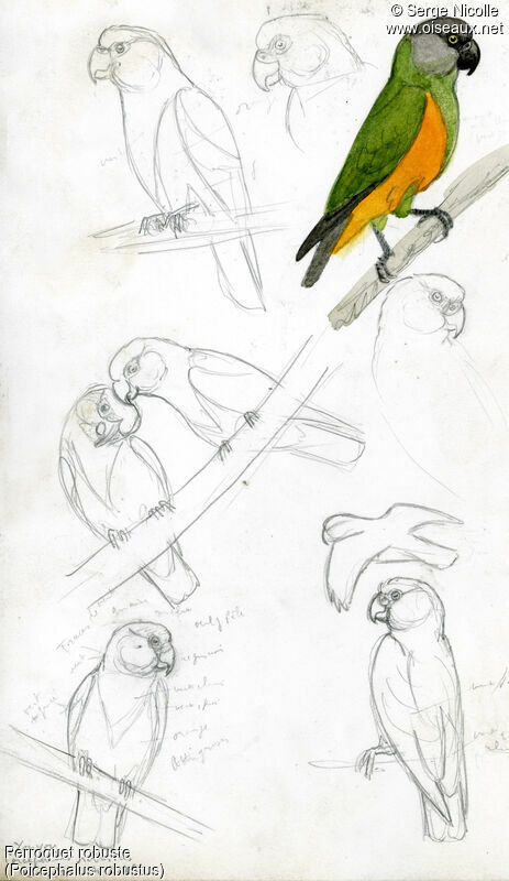 Cape Parrot, identification