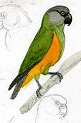 Cape Parrot