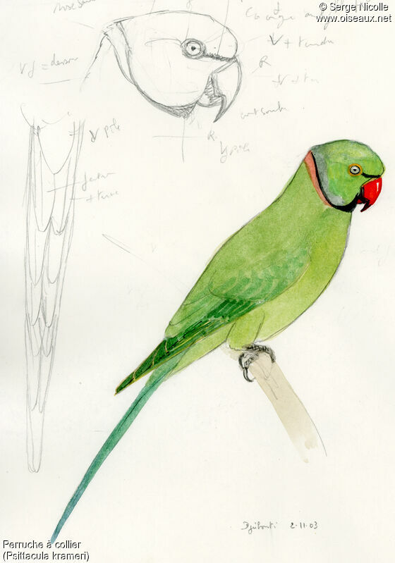 Rose-ringed Parakeet, identification