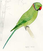 Rose-ringed Parakeet