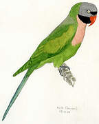 Red-breasted Parakeet