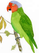 Red-cheeked Parrot