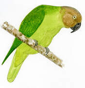 Red-cheeked Parrot