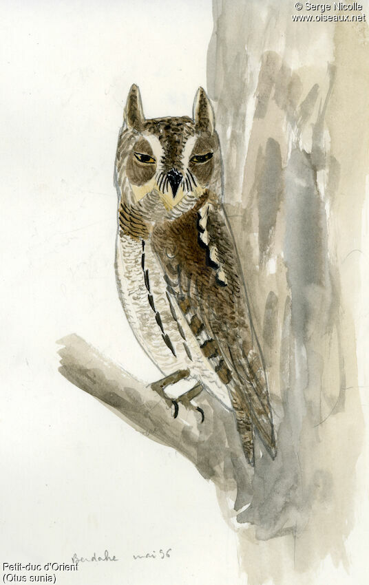 Oriental Scops Owl, identification