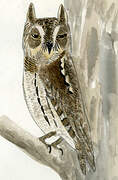 Oriental Scops Owl