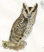 Philippine Scops Owl