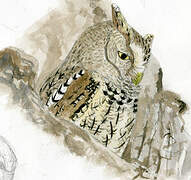 Eastern Screech Owl