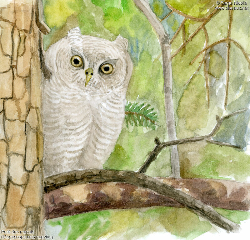 Eastern Screech Owljuvenile, identification