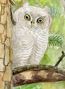 Eastern Screech Owl