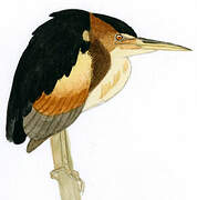 Least Bittern