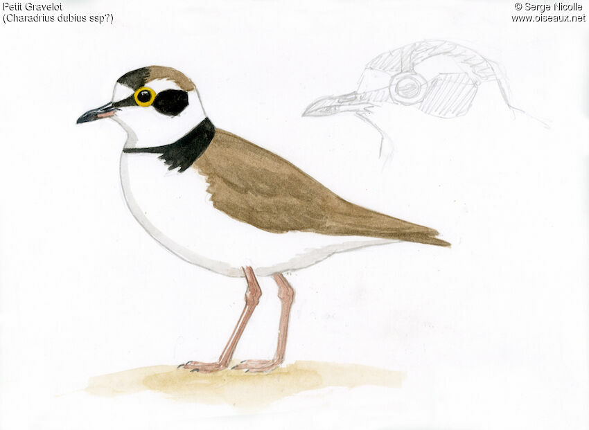 Little Ringed Plover, identification