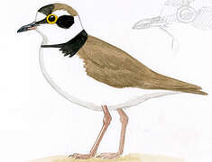 Little Ringed Plover