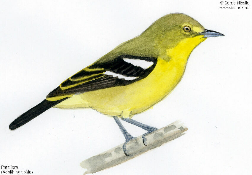 Common Iora, identification